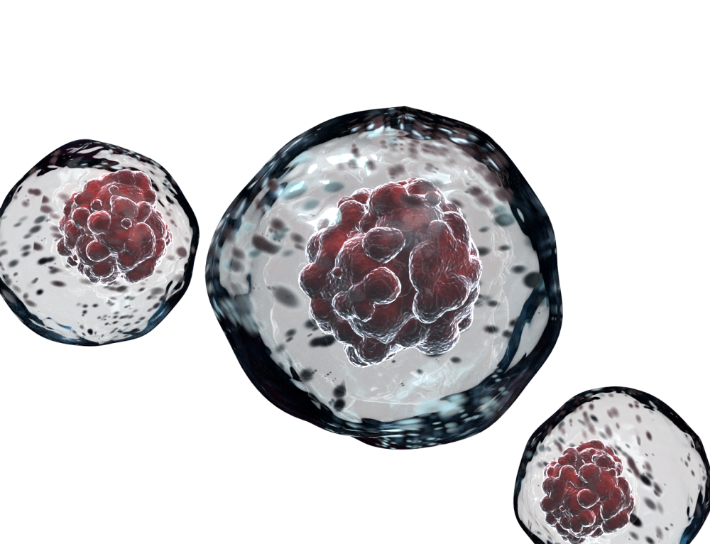 Cellule staminali 3D