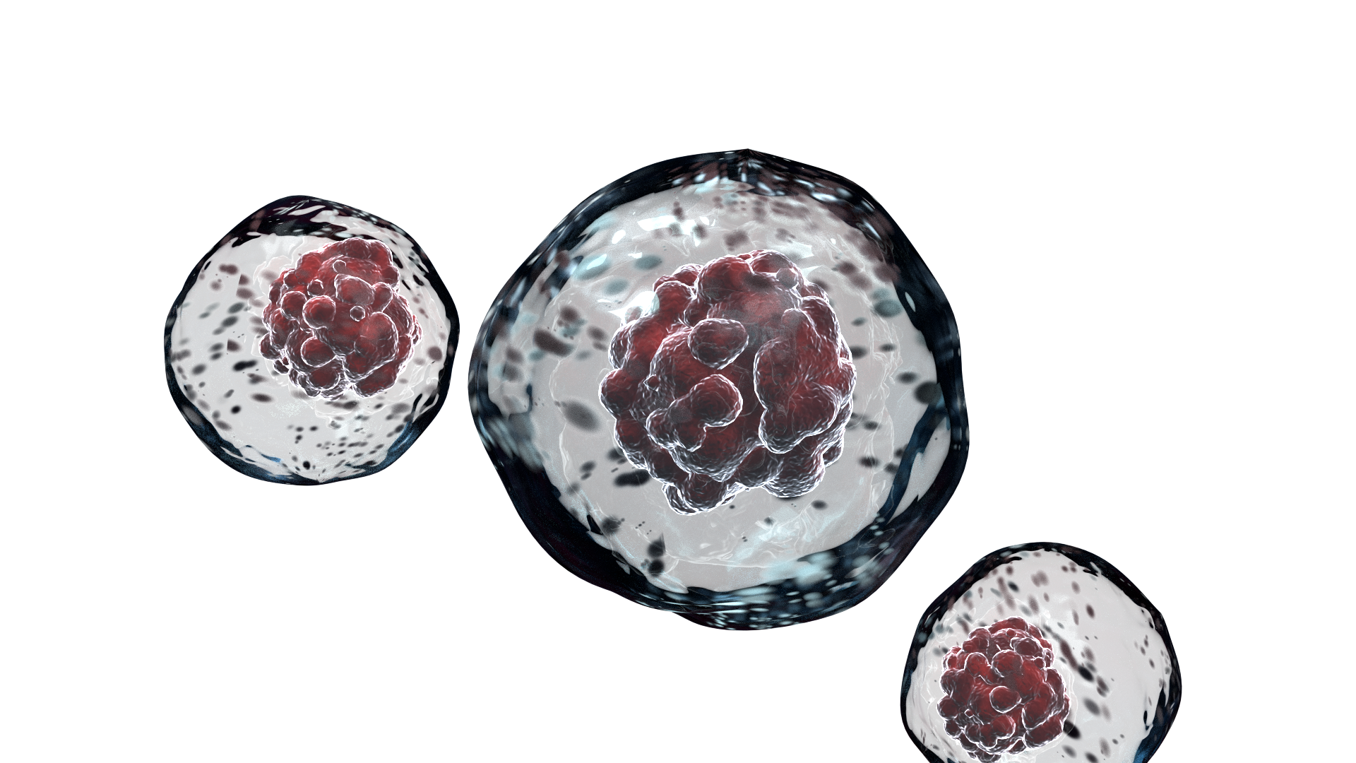 Cellule staminali 3D
